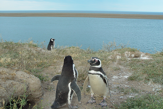 Pingüinos de Magallanes. Foto © Patrick Mreyen