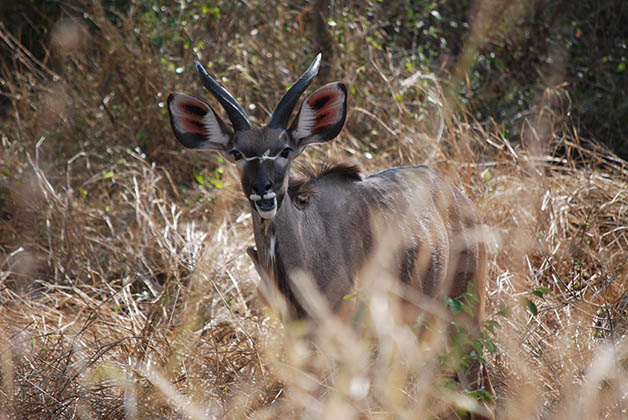 Kudu, de lo que más ves en el parque. Foto © Patrick Mreyen