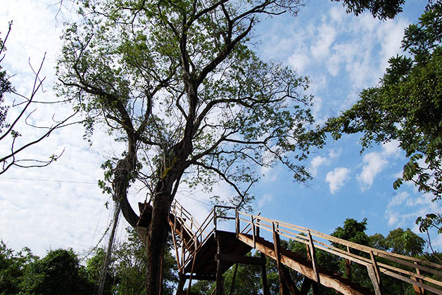 Escalera para subir a uno de los árboles y comenzar el canopy. Foto © Silvia Lucero