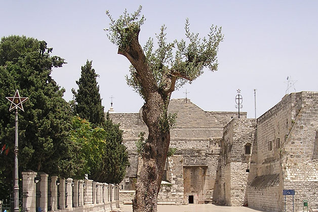 Árbol de la Paz e Iglesia de la Natividad en Belén. Foto © Satur Casado