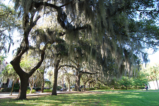Parque Forsyth en Savannah, Georgia. Foto © Patrick Mreyen