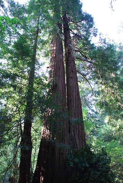 Estos árboles llegan a medir hasta 150 metros de altura. Foto © Patrick Mreyen