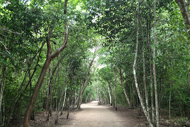 Camino a la gran pirámide de Nohoch Mul, Cobá tiene 45 caminos o sacbés. Foto © Silvia Lucero