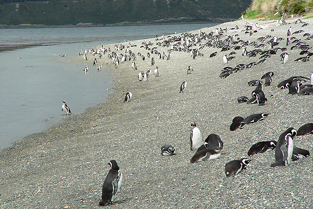 Colonia de pingüinos en la Isla Martillo. Foto © Patrick Mreyen