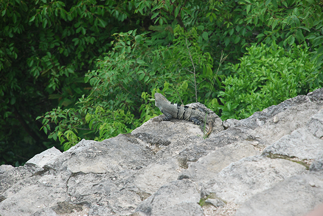 Una iguana en el camino...Foto © Patrick Mreyen