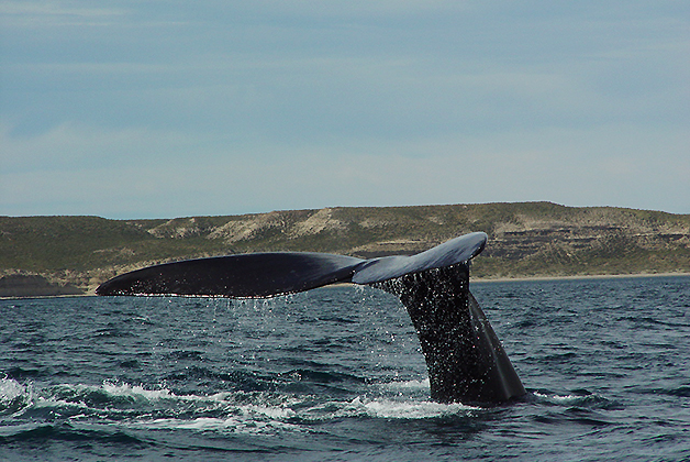 Avistaje de ballenas en Península Valdés. Foto © Patrick Mreyen