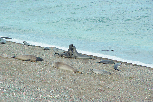 En Península Valdés también se pueden observar leones y elefantes marinos. Foto ©  Patrick Mreyen