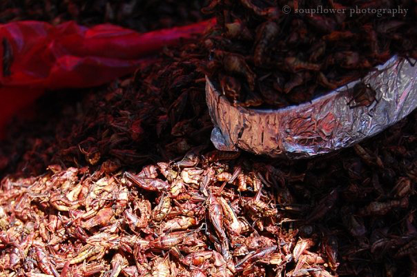 Chapulines en Oaxaca. Foto © Soupflower