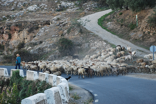 Tráfico en la Alpujarra. Foto © Silvia Lucero