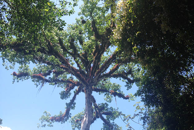 Árbol de Ceiba. Foto © Silvia Lucero