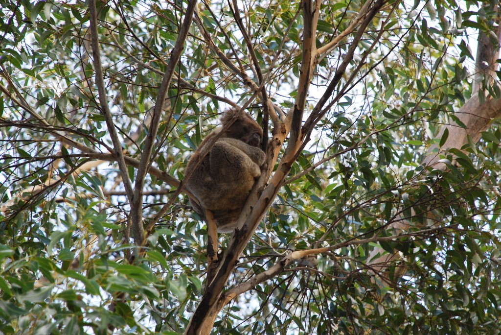 Aunque son difíciles de ver, si pones atención en lo alto de los árboles de Eucalipto, de repente empiezas a ver los koalas entre las ramas. Foto © Patrick Mreyen