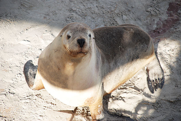 Bahía de Seal. Foto © Patrick Mreyen