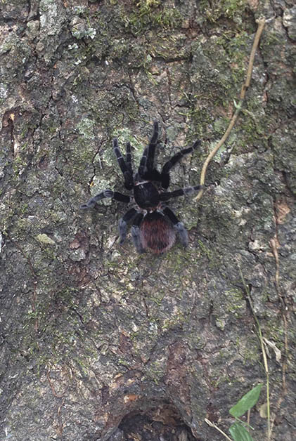 Y que nos sale esta tarántula. Foto © Silvia Lucero