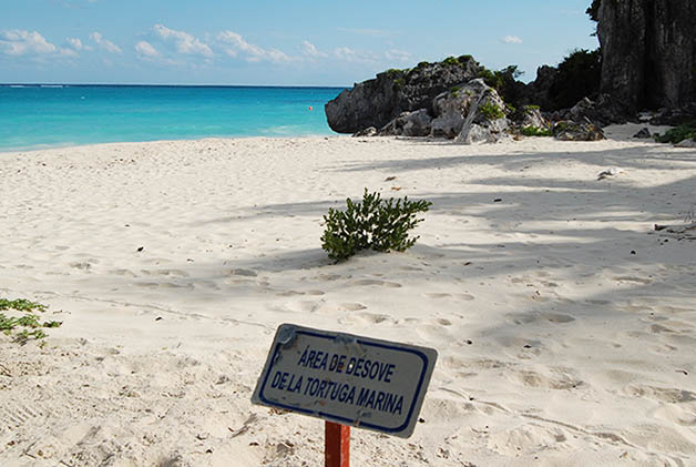 Es también uno de los lugares done llegan a desovar las tortugas. A México llegan siete tipos de tortugas en peligro de extinción. Foto © Silvia Lucero