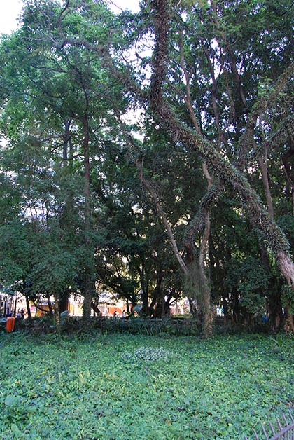 Árboles de la Praça da Alfândega. Foto © Silvia Lucero 