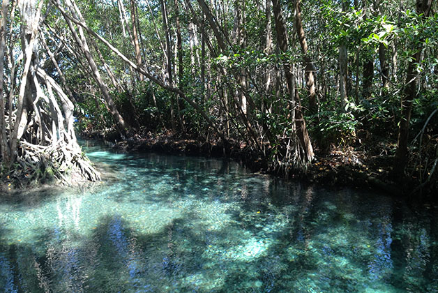 Por los manglares. Foto © Patrick Mreyen