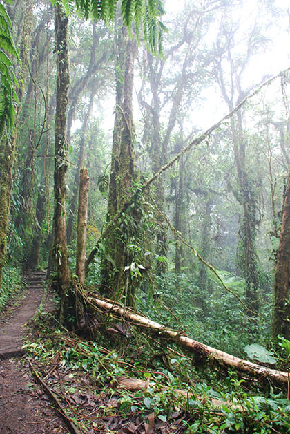 Haciendo senderismo en el Bosque Nuboso de la Reserva de Monteverde. Foto © Patrick Mreyen