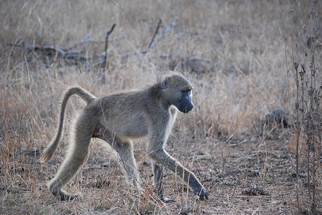 Estos babuinos son tremendos. Foto © Patrick Mreyen