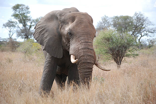Los elefantes me encantaron. Foto © Patrick Mreyen