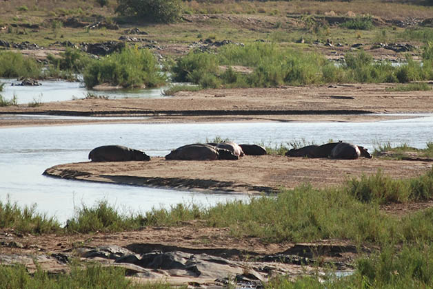 Hipopótamos tomando el sol. Foto © Patrick Mreyen