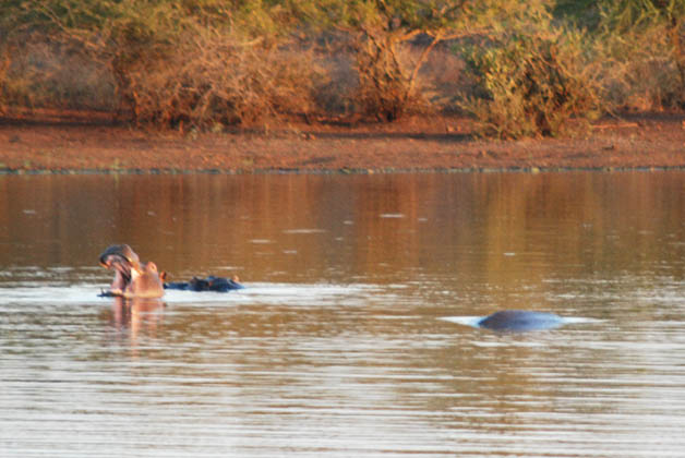 Hipopótamos en el lago. Foto © Patrick Mreyen