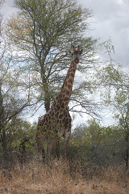Esta fue la jirafa que nos sorprendió, hermosa. Foto © Silvia Lucero