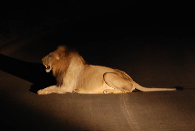 Primer león que vimos en el Parque Nacional Kruger. Foto © Patrick Mreyen