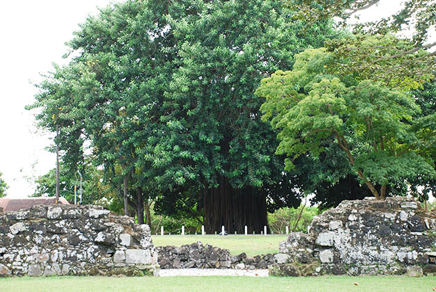 Me encantaron los árboles en el Viejo Panamá. Foto © Silvia Lucero