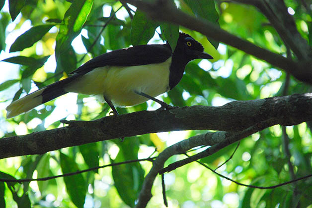 Senderismo en el Parque Nacional Iguazú. Foto © Patrick Mreyen