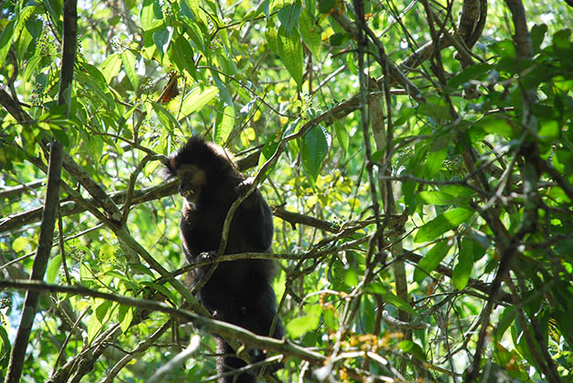 Monos en Iguazú. Foto © Patrick Mreyen