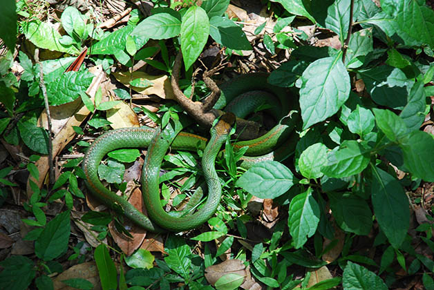 Serpiente en Iguazú. Foto © Patrick Mreyen