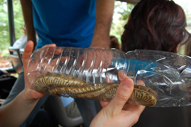 En el camino nos encontramos esta víbora que el guía puso en una botella para que la viéramos y luego la dejó ir. Foto © Silvia Lucero