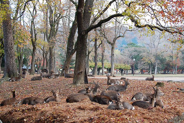 Ciervos sika en Nara. Foto © Silvia Lucero