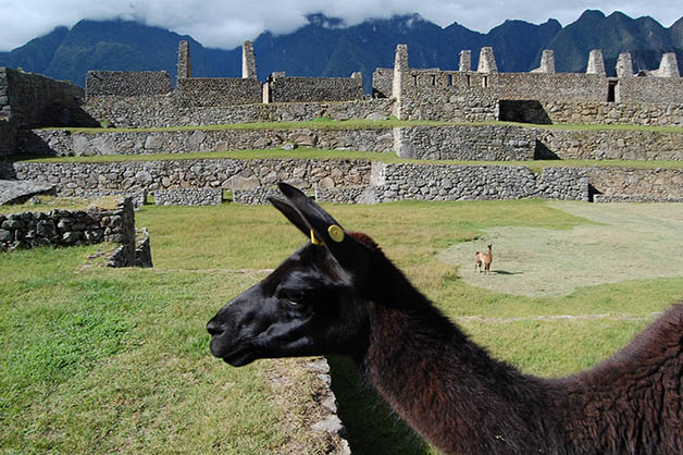 'Photobombed' por una llama en Machu Picchu. Foto © Silvia Lucero