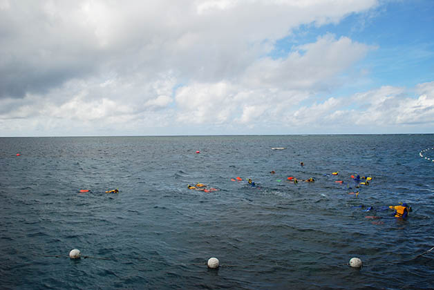 Snorkel en la gran barrera de coral en Australia. Foto © Silvia Lucero