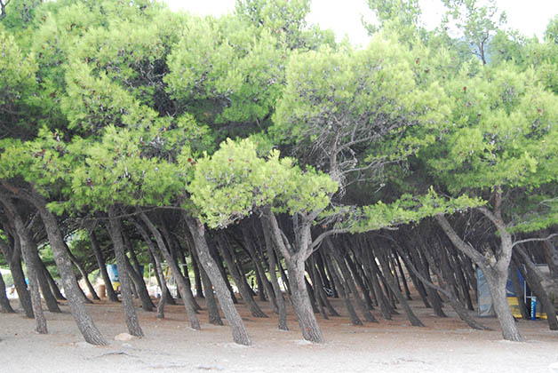 Bosque en la playa de Bol. Foto © Silvia Lucero 