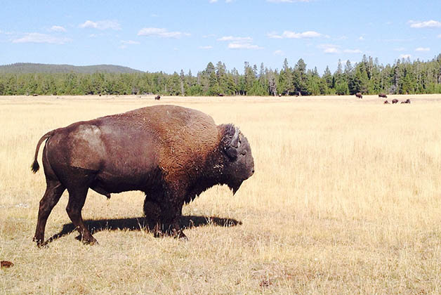 Bisonte en Yellowstone. Foto © Silvia Lucero