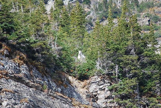 ¿Alcanzas a ver la cabra? Foto © Patrick Mreyen