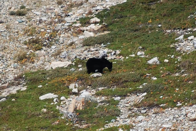 Uno de los osos que alcanzamos a ver. Foto © Patrick Mreyen