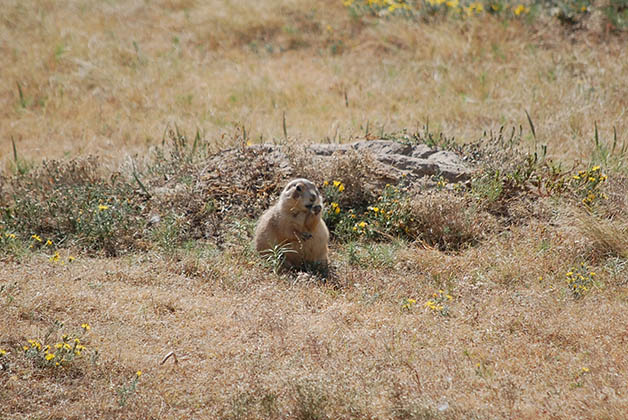 Ahí abundan los perros de la pradera. Foto © Patrick Mreyen