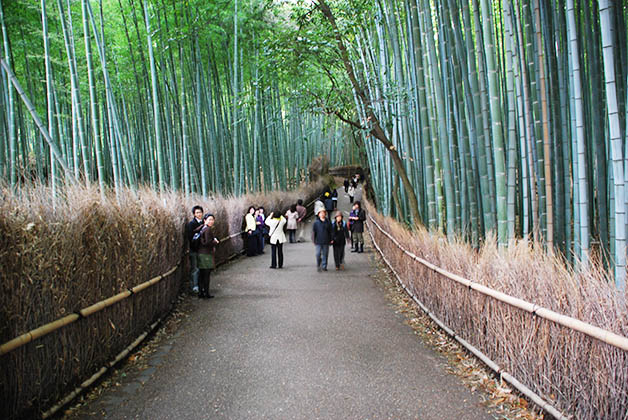 Bosque de bambú Arashiyama. Foto © Silvia Lucero