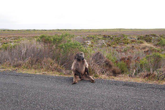 Un babuino en el camino. Foto © Silvia Lucero