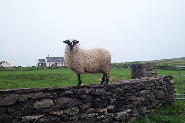 Las ovejas nunca pueden faltar en los paisajes de Irlanda. Foto © Patrick Mreyen