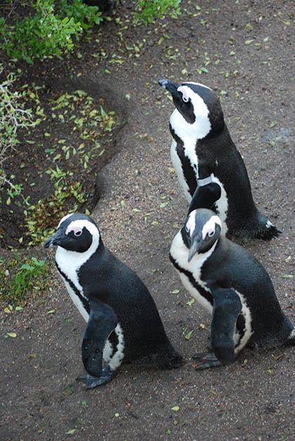 Colonia de pingüinos. Foto © Patrick Mreyen