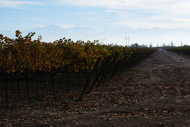 Viñedo en Di Tomasso. Foto © Silvia Lucero