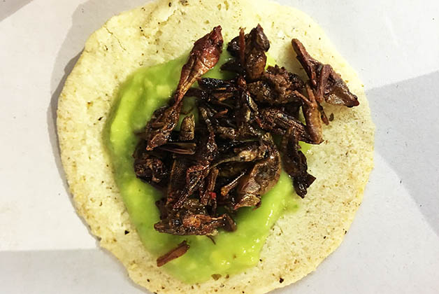 Deliciosos los chapulines de Oaxaca. Foto © Silvia Lucero