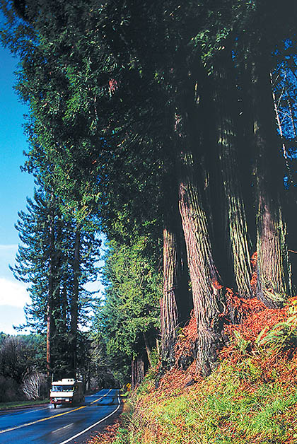Avenida de los Gigantes. Foto de Carrie Grant: Cortesía de Humboldt County CVB, redwoods.info.