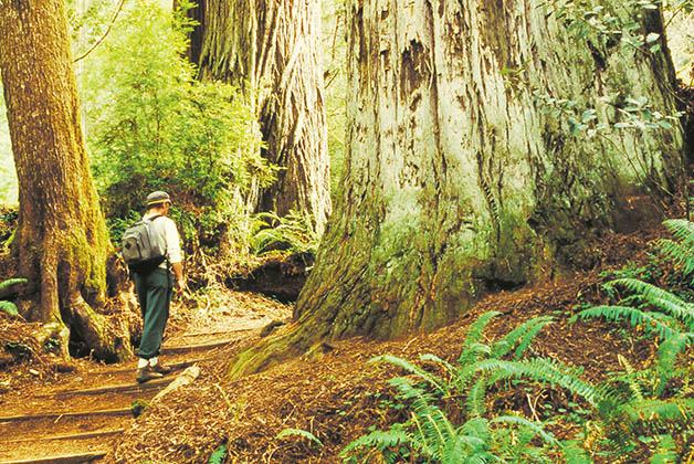 James Irvine Trail, Prairie Creek Redwoods State Park. Photo by Carrie Grant: Courtesy Humboldt County CVB, redwoods.info.