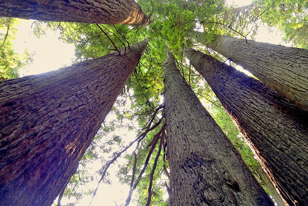 Los gigantes árboles de secuoya. Foto de Pixabay