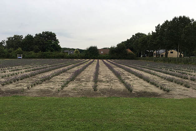 Los campos de lavanda de Limburgo. Foto © Silvia Lucero